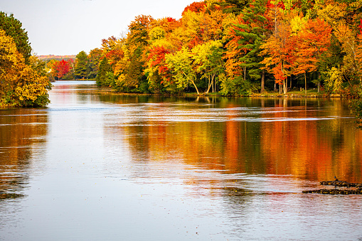 Colorful autumn trees reflecting off of the Wisconsin River in Merrill, Wisconsin, horizontal