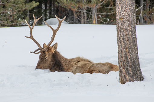 Bull Elk laying in deep snow sleeping in extreme winter cold, in Yellowstone National Park, Wyoming, USA.