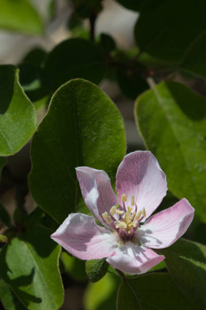 istock Single pink quince flower in full bloom 1400714970