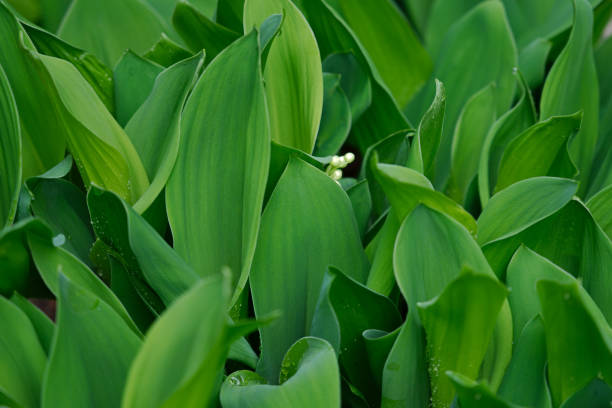istock Lily-of-the-Valley Leaf 1400715002