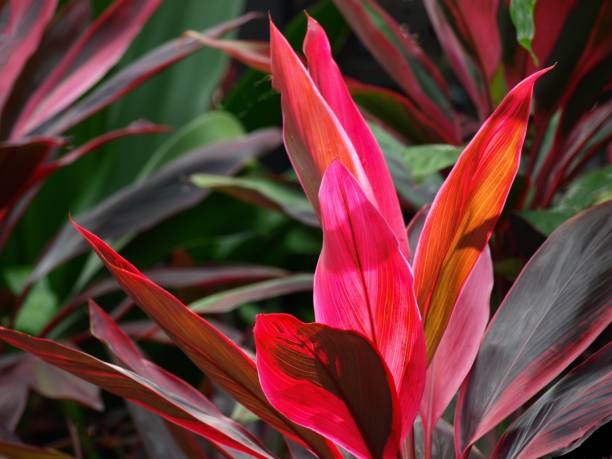 istock dracaena leaves in garden 1400716606