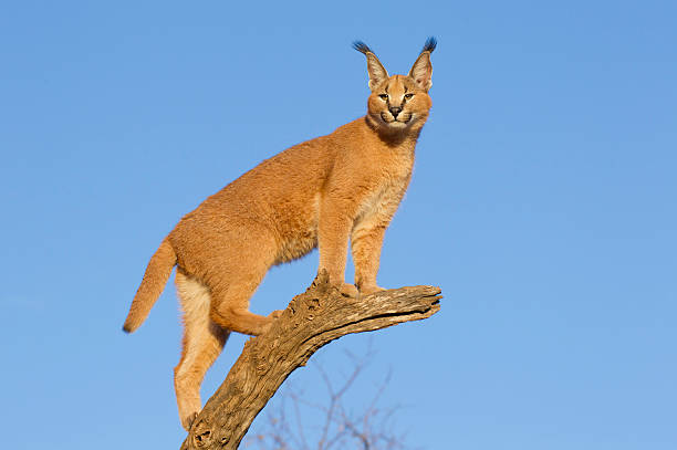 istock Caracal on log, South Africa 140071753