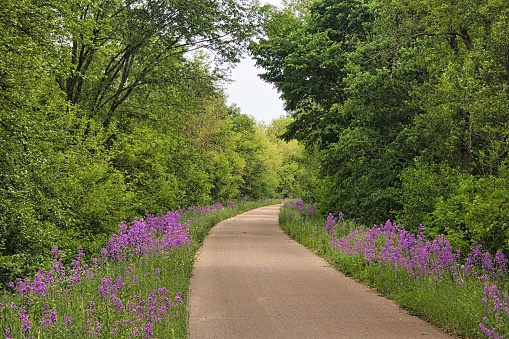 The end of May finds the trail lined with flowers and surrounded by a forest with the bright green leaves of late Spring.