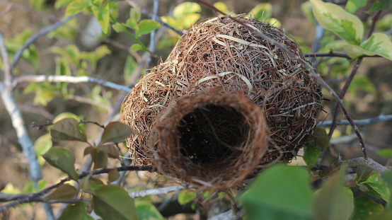 Bird's nest hanging on a leaf tree made of dry grass for shelter with blue sky