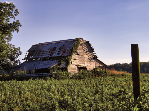 A rustic farm landscape of an old wooden barn in a field with a dramatic fence post in North Carolina.
