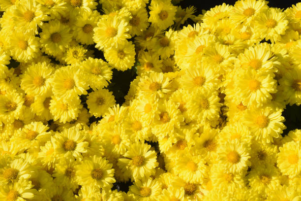 istock Dahlia Impression Fortuna, Mueang Phrae District, Thailand 1400731638