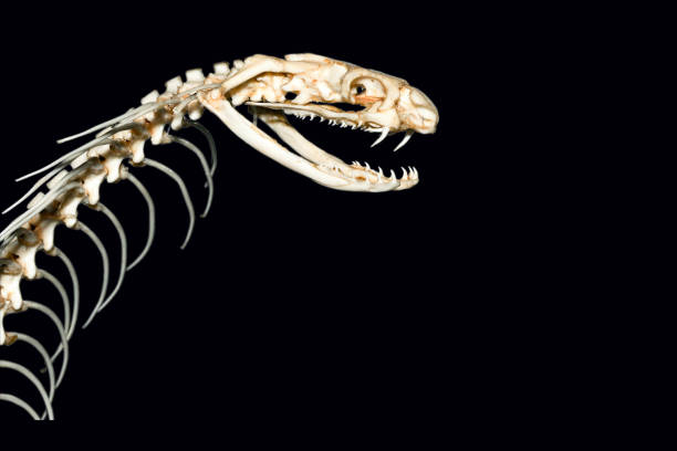 Snake Skeleton On The Land, Nature Wild Life