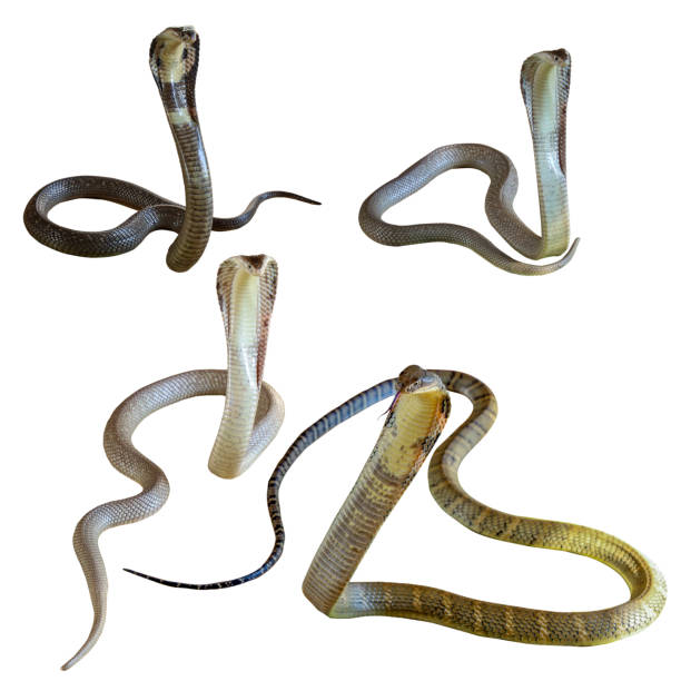 istock set viper snake The Cobra and  king cobra snake on white background have path 1400733840