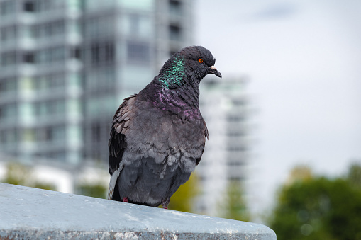 Pigeon perched along the waterfront of Vancouver, British Columbia.
