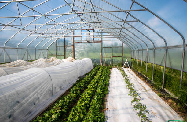 istock Greenhouse structure interior with organic vegetable garden 1400737986
