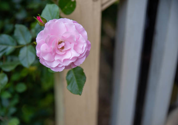 Beautiful big round pink rose with soft open petals on a green bush growing next to an outdoor steps with rustic yellow wooden handrail, Natural sunlight, no people, with copy space.