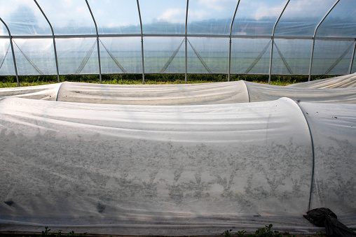 A commercial greenhouse.  You can see some side panels removed giving a view inside.  There are rows of green vegetables growing on the interior.  A farmer is inside harvesting the vegetables.  She is a woman and wears a gray top and a hat.