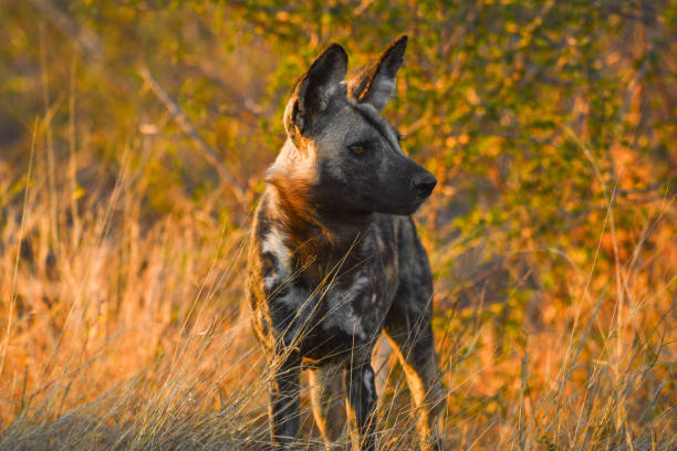 An African wild dog (Lycaon pictus, also known as the African hunting dog or the African painted dog) near Magaliesberg. They are endangered and approximately 6,600 remain throughout sub-Saharan Africa.