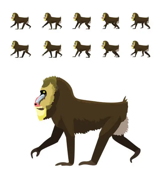 Vector illustration of Animal Animation Primate Monkey Baboon Mandrill Moves Frame Sequence Cute Cartoon Vector Illustration