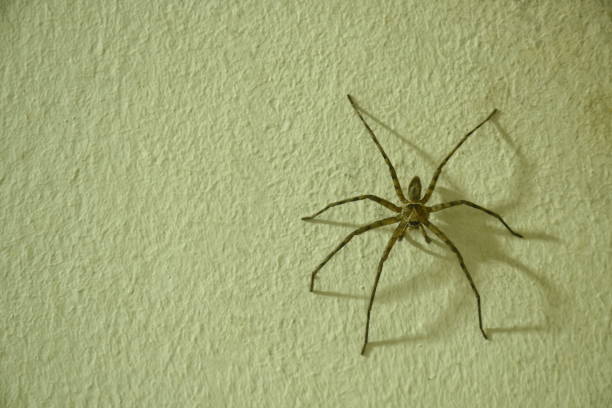 istock huge common huntsman spider crawling on home wall 1400738235