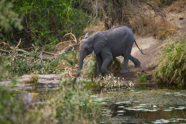 An elephant bathing peacefully in a river surrounded by lush greenery in Kruger Park, South Africa.