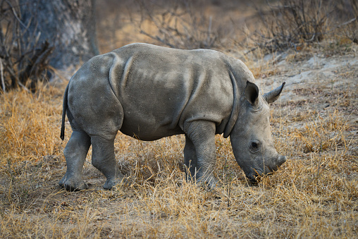 A young white rhino feeding on dry grass in the woodlands of the Greater Kruger area, South Africa