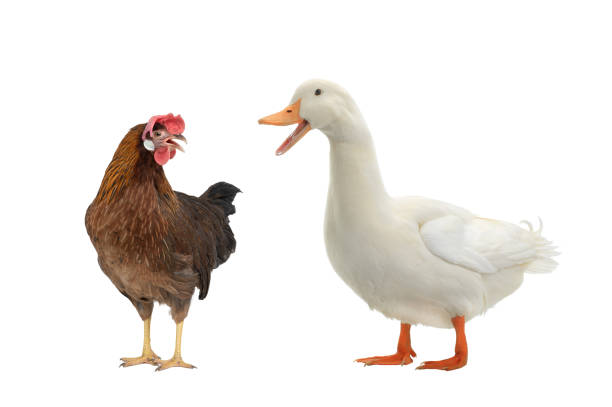 istock brown chicken and duck isolated on white background 1400740984