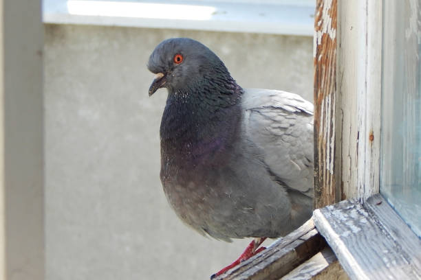 istock A gray urban pigeon sits on a window sill. 1400741335