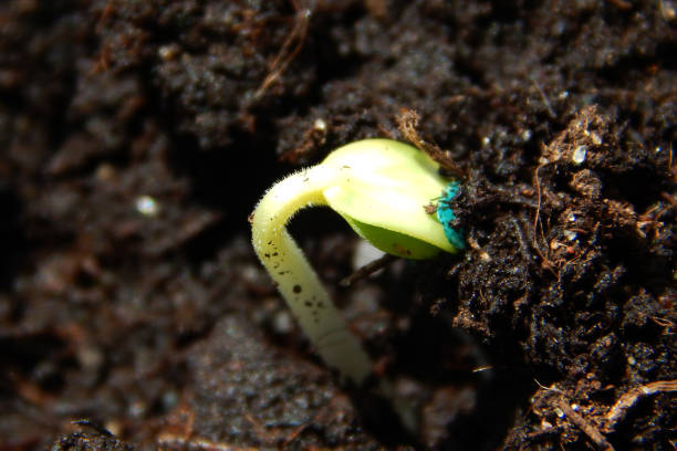 istock Sprout, cucumber seedling in the ground. 1400742247
