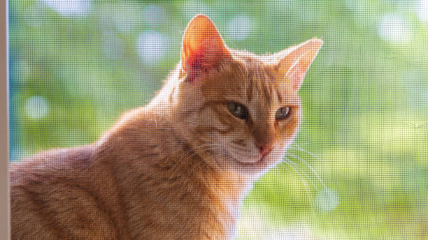istock Portrait of a bright red cat behind a fine mesh 1400742293