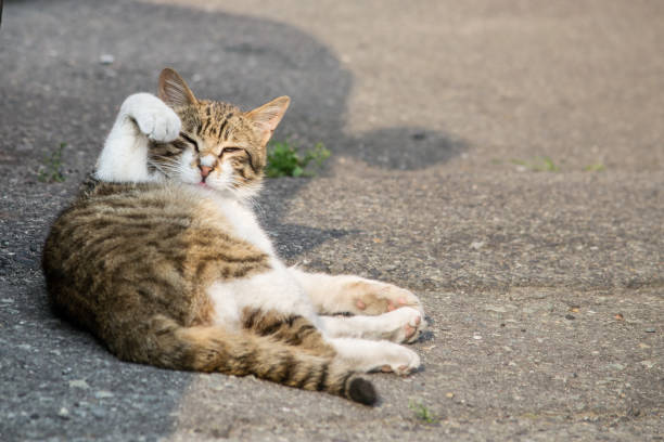 マネキネコ、手を挙げる猫 - 招き猫 ストックフォトと画像