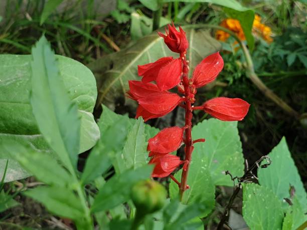 istock Flowers in garden beauty 1400746017