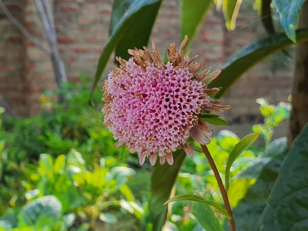 istock Flowers in garden beauty 1400746023