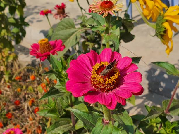 istock Flowers in garden beauty 1400747351