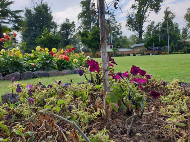 istock Flowers in garden beauty 1400747352