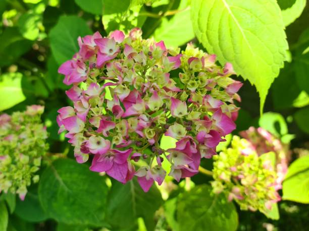 istock Flowers in garden beauty 1400747368