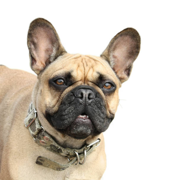 istock French bulldog on a white background 140074800