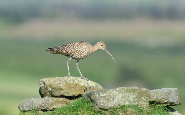 zarapito adulto en primavera, alimentándose con un pico largo entre un afloramiento rocoso en north yorkshire moors, reino unido. mirando a la derecha.   nombre científico: numenius arquata. - guardabosque trabajador de fincas fotografías e imágenes de stock