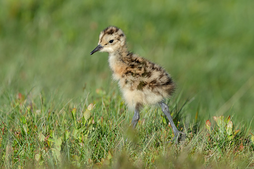 Curlew chick, scientific name: numenius arquata. Very young curlew chick in natural grouse moor habitat, facing left.  Curlews are in serious decline and now on the Red List UK Conservation Status report.  Copy space.