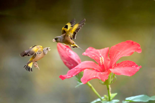 istock Cute mountain birds eating fruit. 1400750239