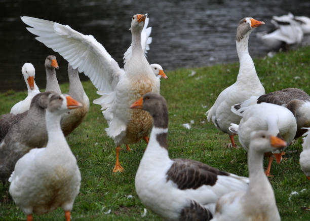istock Domestic geese on the river bank 1400750733