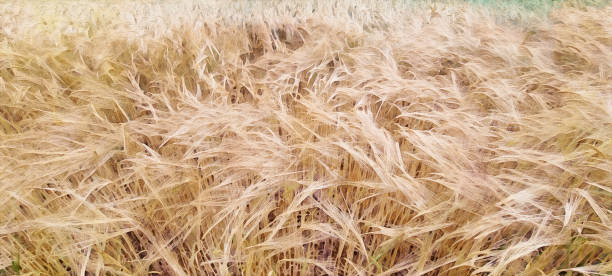 istock Watercolor effect of a wheat fields view in the Vipava Valley during springtime / early summer 1400751494