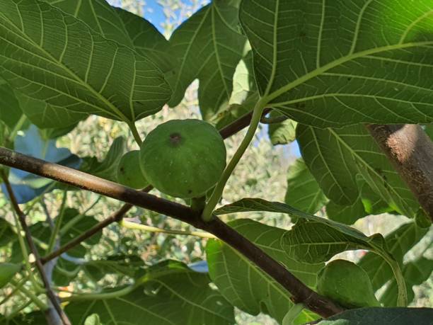 istock New fruit buds green on plants 1400751535