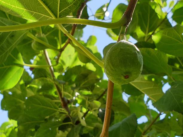 istock New fruit buds green on plants 1400751705
