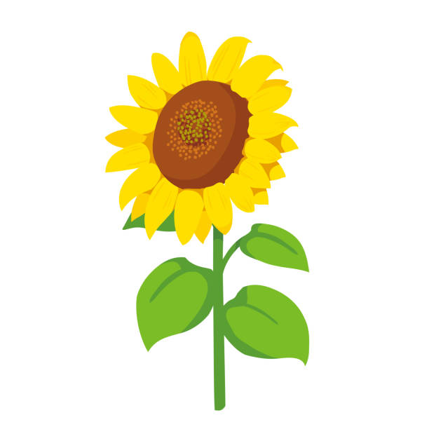 310+ Sunflower Himawari Stock Photos, Pictures & Royalty-Free