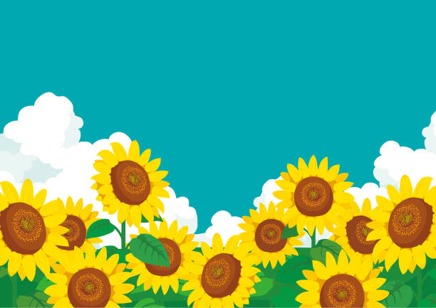 Vector Illustration: wallpaper and background landscape sunflowers garden and sky. Vector Illustration: wallpaper and background landscape sunflowers garden and sky. august stock illustrations