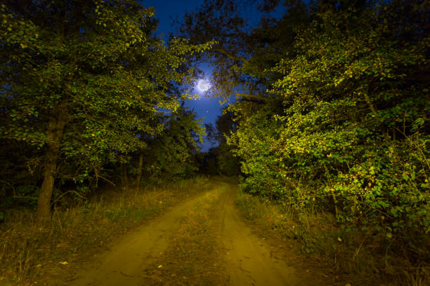 istock ground road throgh the night forest under shining moon 1400753756