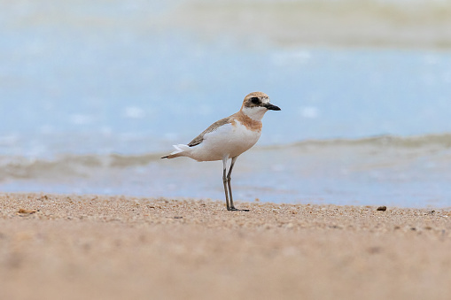 Lesser sand plover standing on the sandy beach by the sea