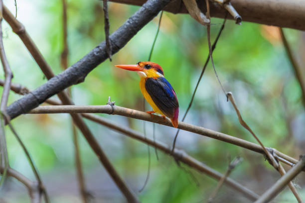 istock Black-backed Dwarf-Kingfisher 1400754274