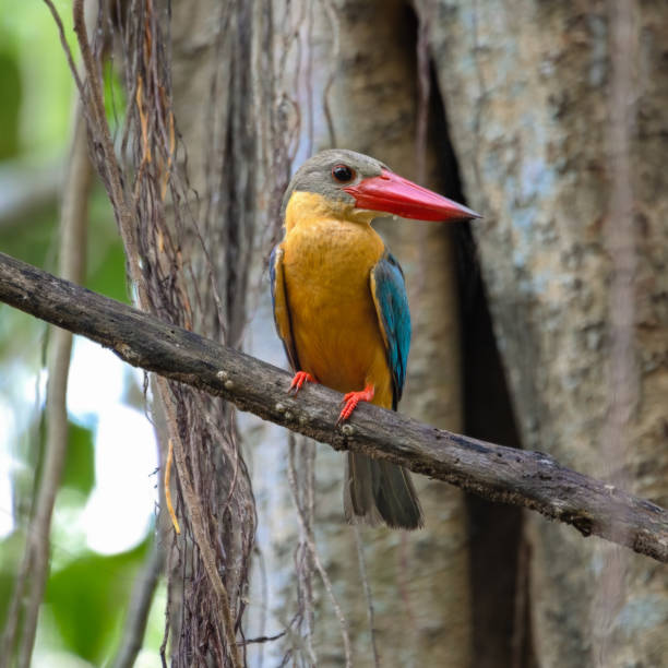 аист-выставлял зимородок - animals hunting kingfisher animal bird стоковые фото и изображения