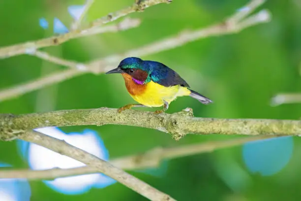 Ruby-cheeked sunbird bird on the tree in the natural forest.
