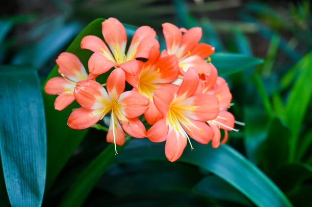 fleur d’oranger clivia miniata. clivia miniata, le lys du natal ou le lys de brousse ou le lys kaffir. - kaffir lily photos et images de collection