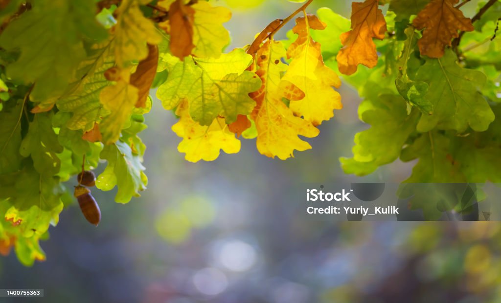 closeup oak tree branch with red dry leaves, autumn forest background Fading Color Stock Photo