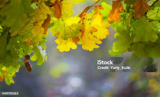 Closeup Oak Tree Branch With Red Dry Leaves Autumn Forest Background Stock Photo - Download Image Now