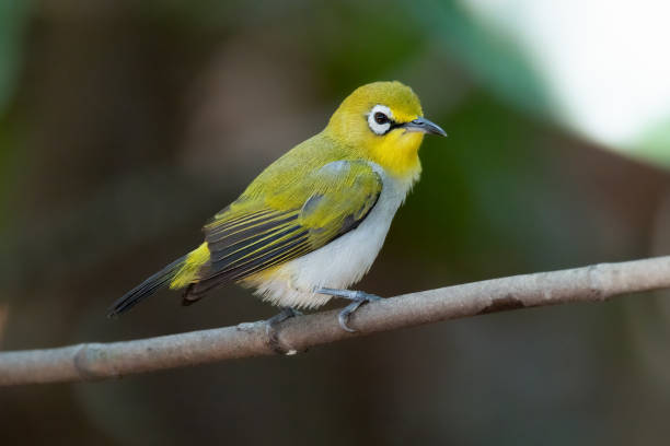 Swinhoe's White-eye stock photo